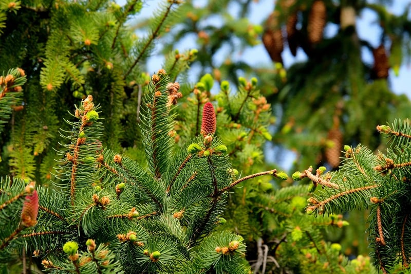 Sustainable Planting Solutions